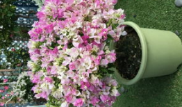 三角梅怎么修剪视频,视频教程精华概述